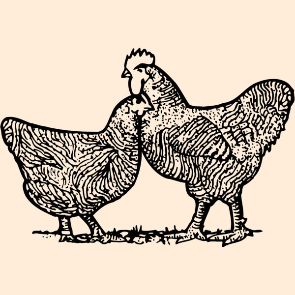 CHICK005 Thumbnail