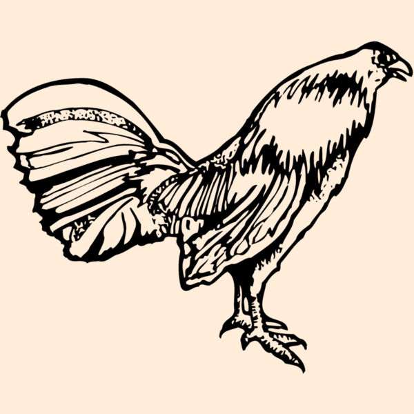 CHICK011 Thumbnail