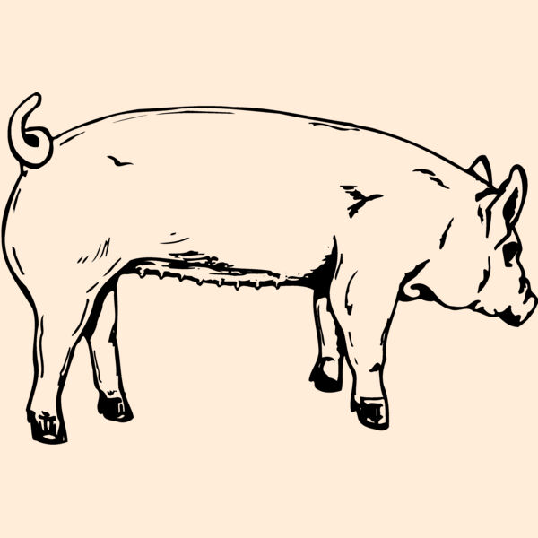 SOW0002 Thumbnail