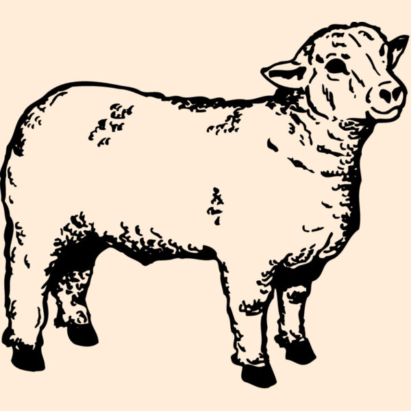 SHEEP006 Thumbnail