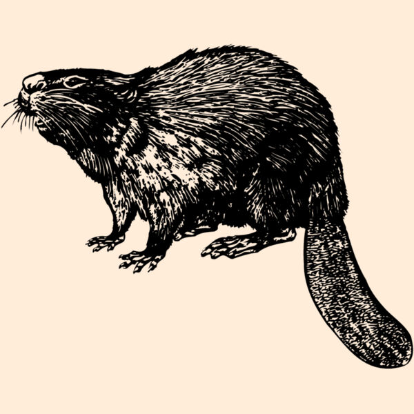 BEAVER02 Thumbnail