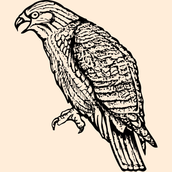 BIRD001 Thumbnail
