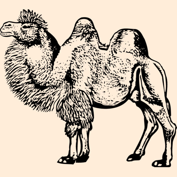 CAMEL003 Thumbnail