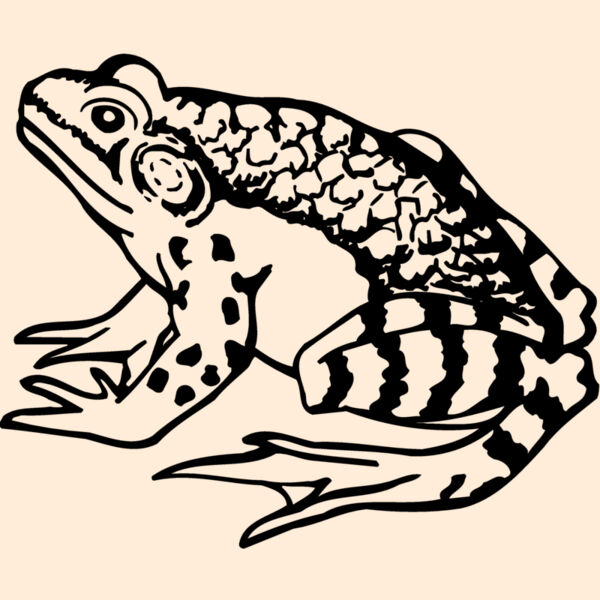 FROG03 Thumbnail