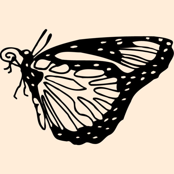 BTRFLY03 Thumbnail