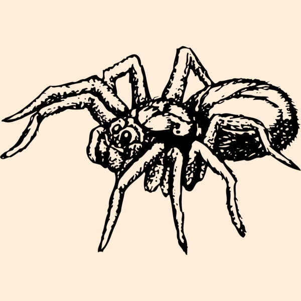 SPIDER04 Thumbnail