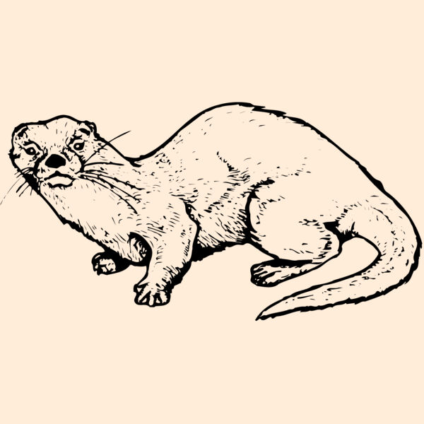 OTTER002 Thumbnail
