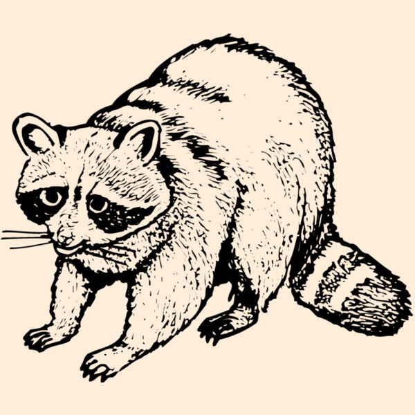 COON002 Thumbnail