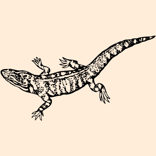 LIZARD02 Thumbnail