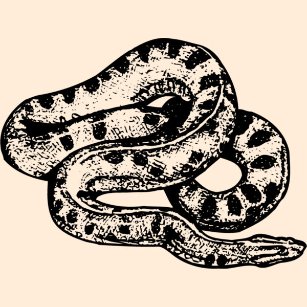 SNAKE010 Thumbnail