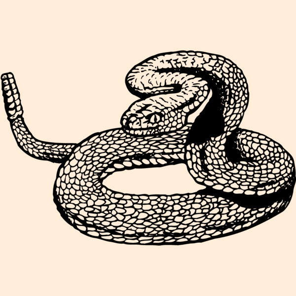 SNAKE012 Thumbnail