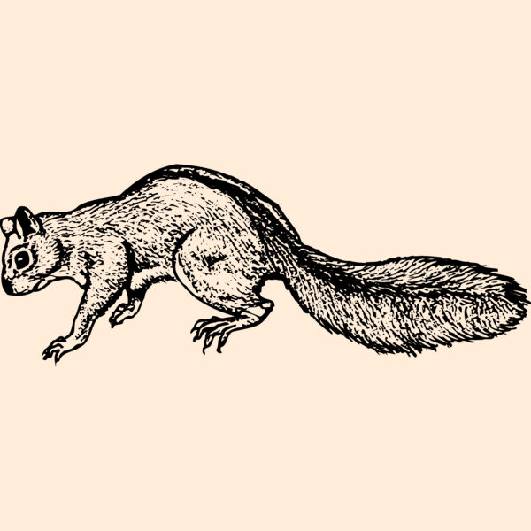 SQUER002 Thumbnail