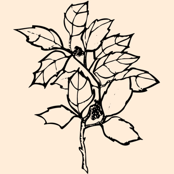 FLOWER08 Thumbnail